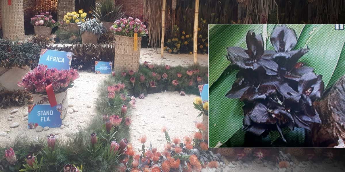 Orquídea negra y flores africanas, las grandes ganadoras en exposición de la Feria de las Flores