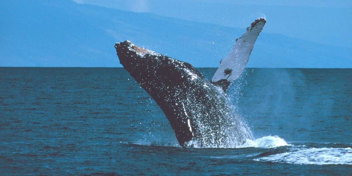 ¡Un espectáculo! Las ballenas se toman el Pacífico colombiano para dar a luz a sus crías