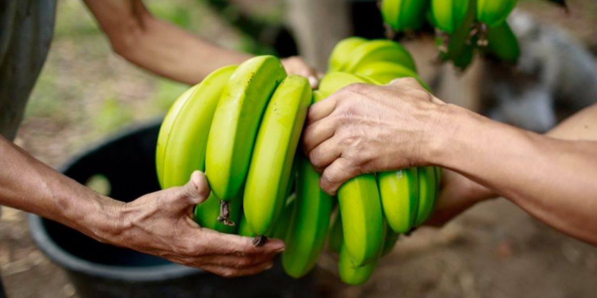 ICA refuerza medidas para proteger plantaciones de plátano y banano