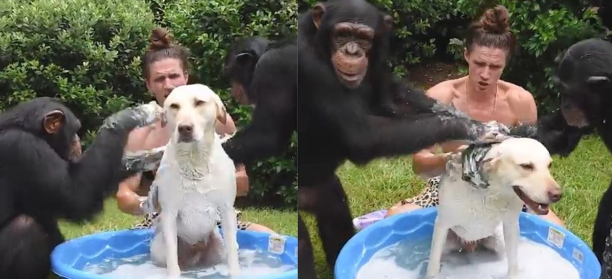 [Video] Dos chimpancés ayudan a bañar a un perro y se vuelven virales