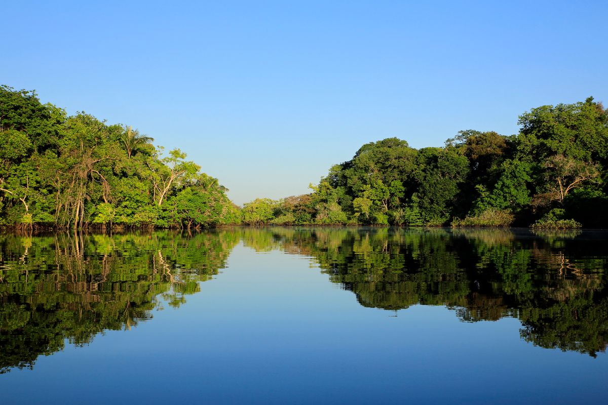 ¿Por qué decir que la Amazonia es “el pulmón del mundo” es incorrecto?