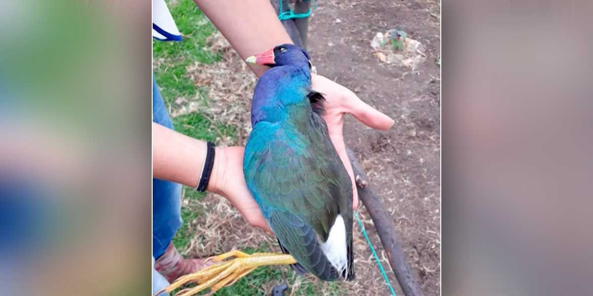 El misterio de las aves que aparecen muertas en humedales de Bogotá