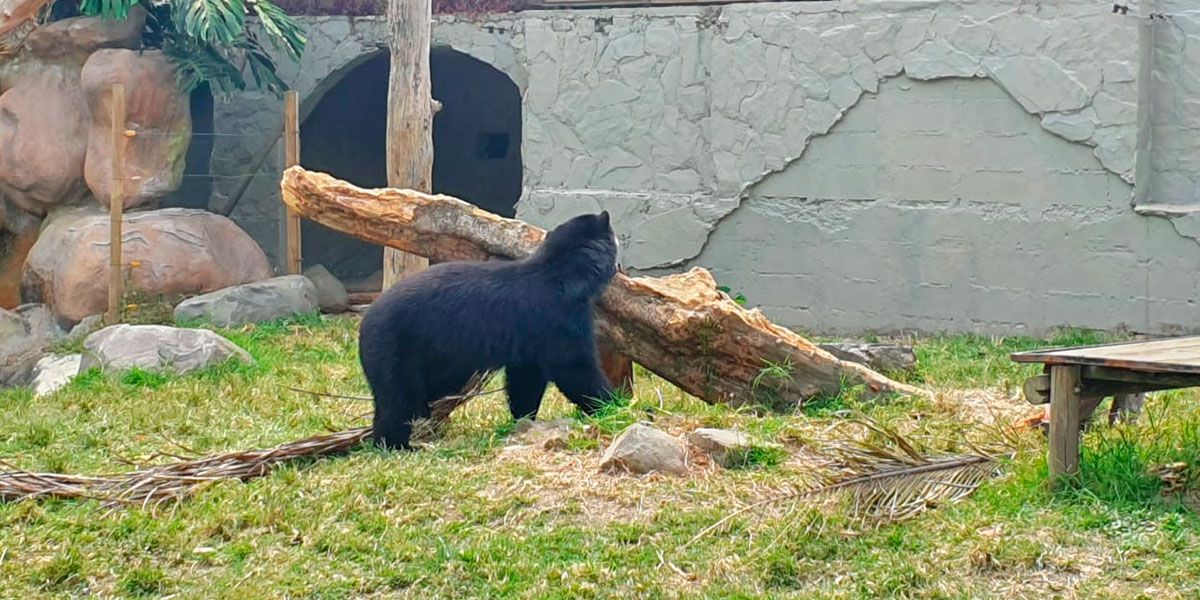 Abogado pide liberación inmediata de ‘Remedios’, un oso de anteojos