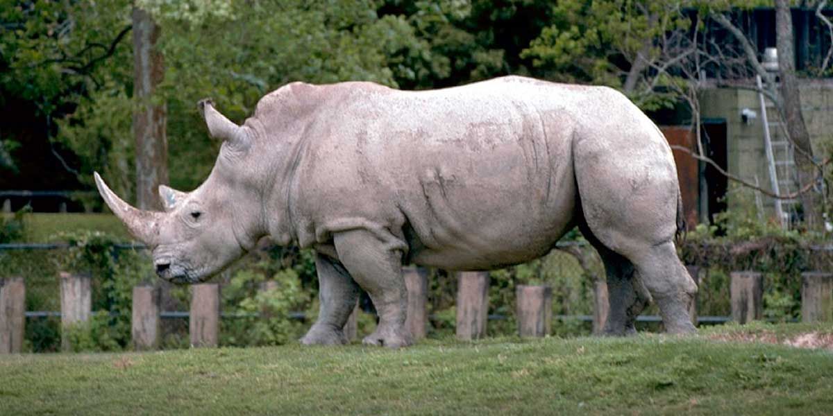 La última oportunidad de los científicos para salvar al rinoceronte blanco