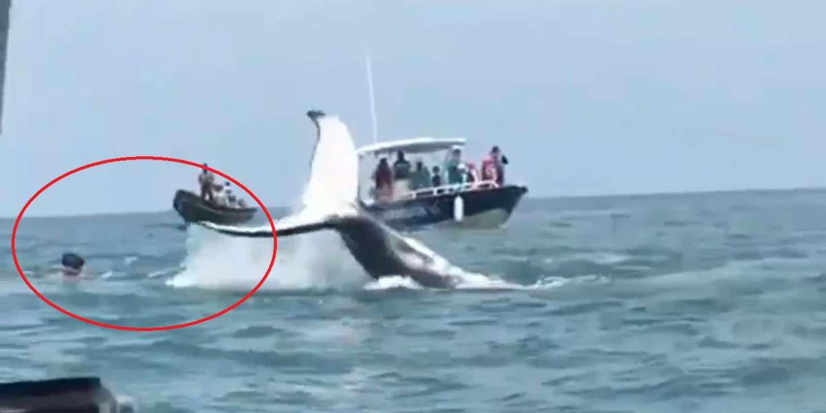 Video de turistas genera indignación porque alejarían a las ballenas del Pacífico colombiano