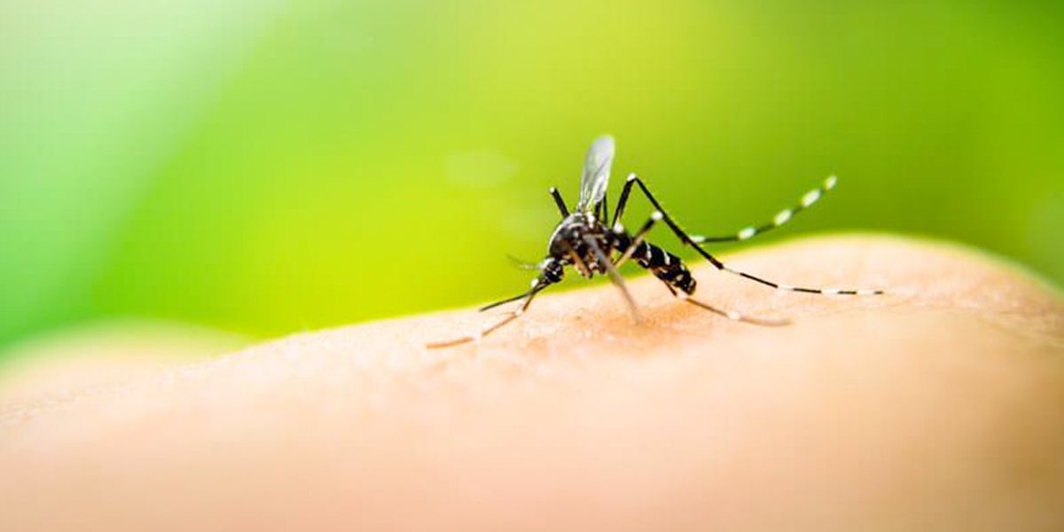 alerta dengue valle cauca