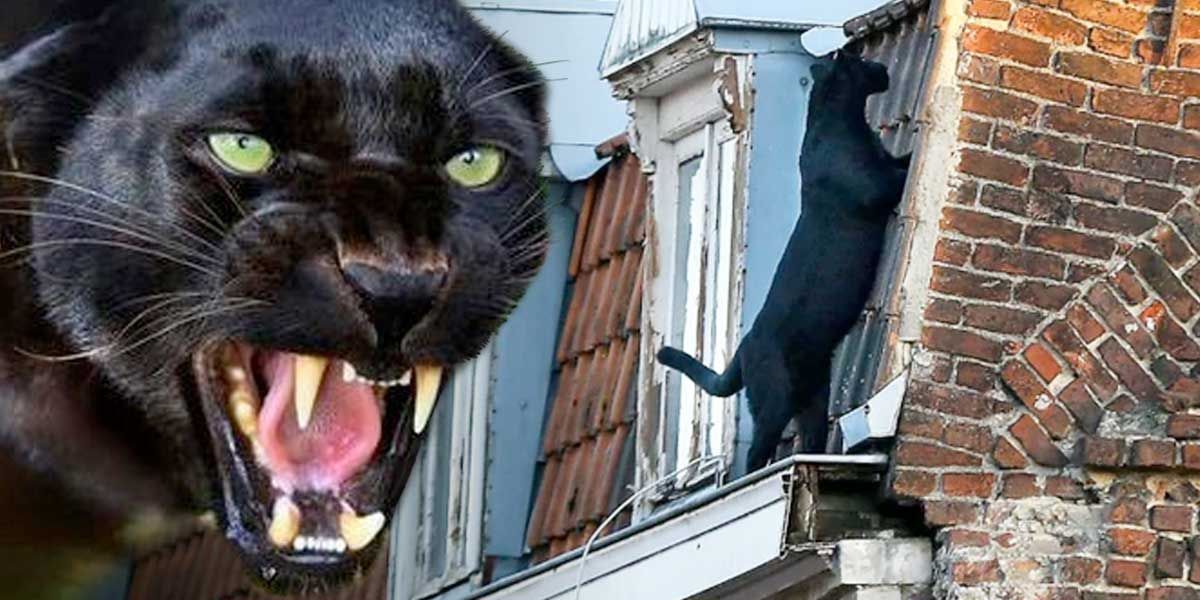 La pantera que se paseaba por los techos como un “gatito” doméstico en Francia
