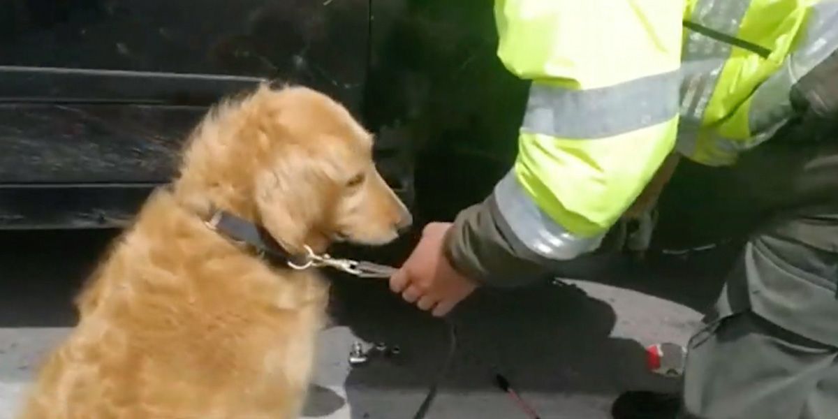 Una perra alertó sobre un carro familiar cargado de heroína en Nariño