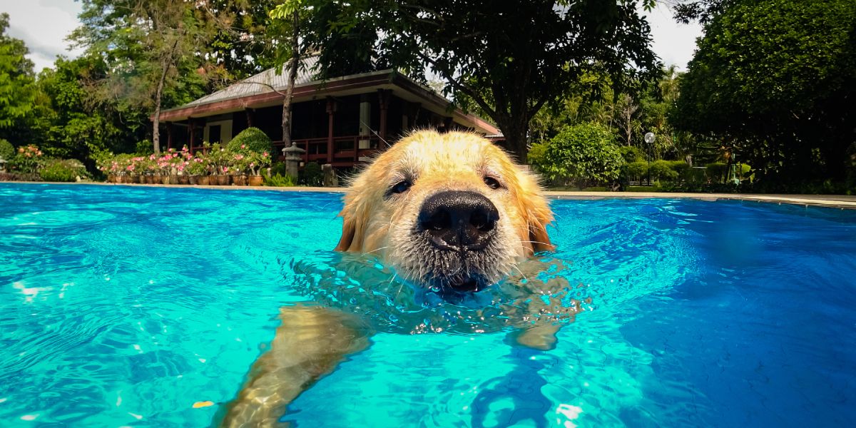Patas al agua: crean un día de piscina exclusiva para perros