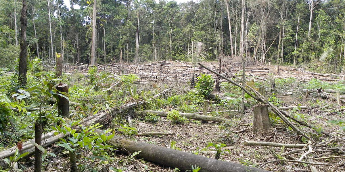 En lo que va del año, 45 mil hectáreas de bosque han sido taladas en la Amazonía colombiana