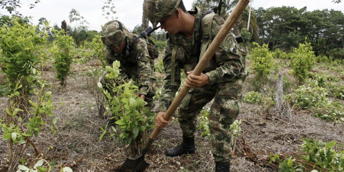 Ejército suspenderá erradicación forzada de cultivos ilícitos en Valdivia