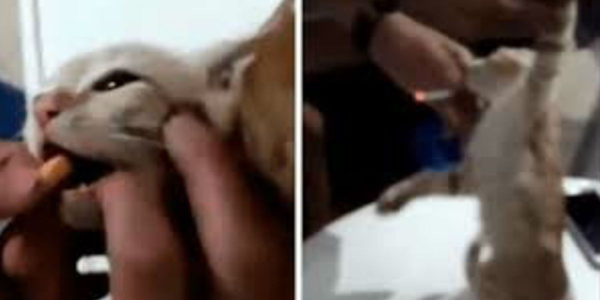 Dos jóvenes obligaron a un gatito a fumar cigarrillo y publicaron el video a manera de burla