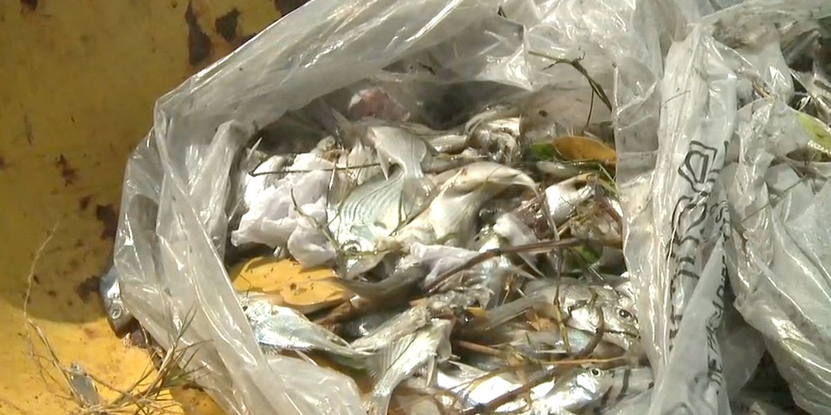 Emergencia ambiental en Cartagena: se siguen muriendo los peces de El Laguito