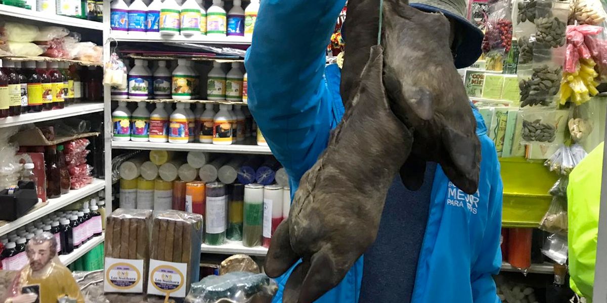 ¡Qué horror! Más de 1.400 animales fueron sacrificados para elaborar productos de brujería en Bogotá