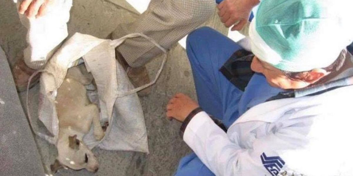 Anciano llevó a su perro enfermo a un hospital humano y los médicos le salvaron la vida