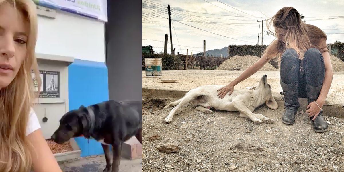 Actriz que instala comedores para perros fue denunciada por “invasión del espacio público”