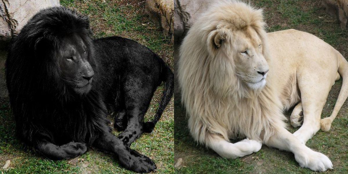 ¿Existen realmente los leones negros cuyas imágenes se han vuelto virales?