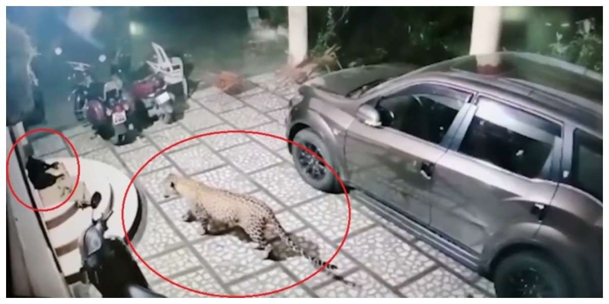 Leopardo ataca a perro