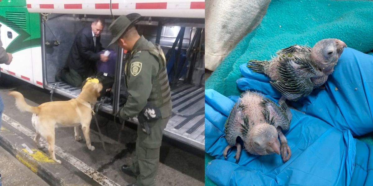 Perro policía salva a dos loros recién nacidos de ser traficados en Bogotá
