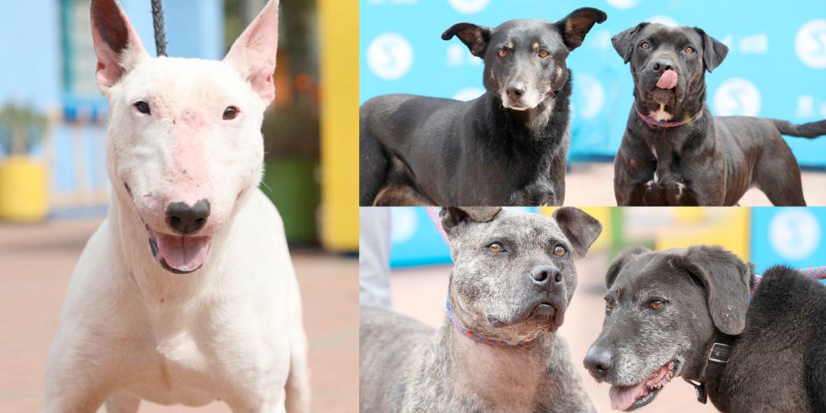 En Bogotá, hay 14 perros que nadie quiere adoptar: esta es la triste historia