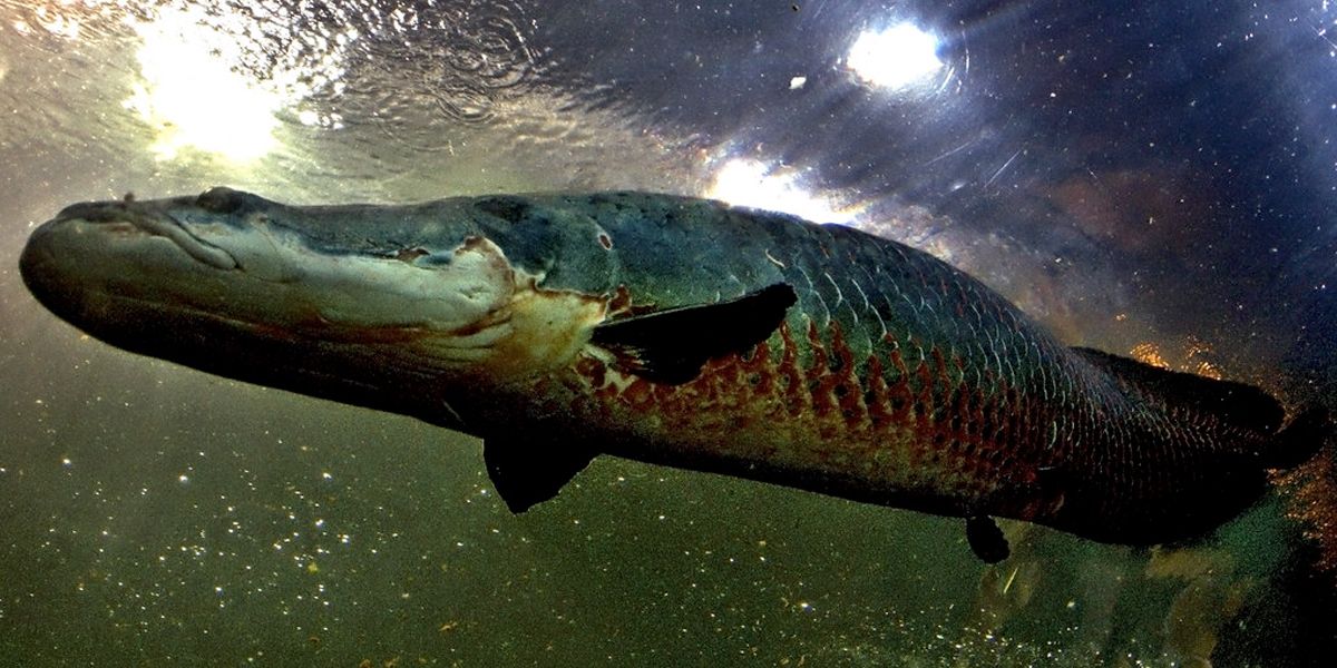 Descubren en la Amazonía un pez gigante que tiene escamas resistentes a mordeduras de pirañas