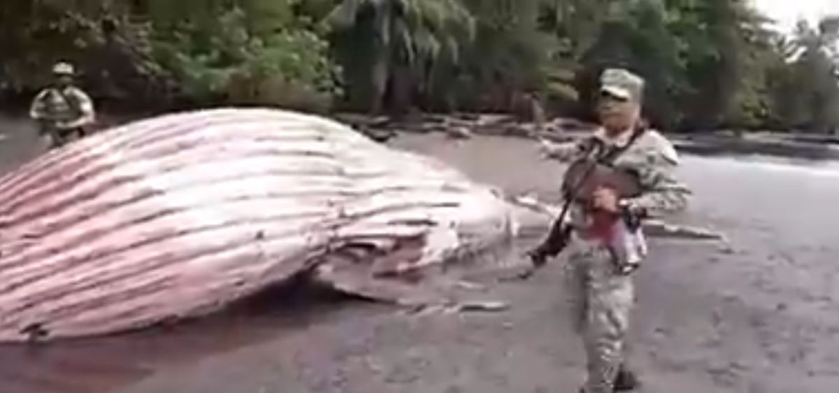 Un ballenato murió en Chocó luego de enredarse con una malla plástica
