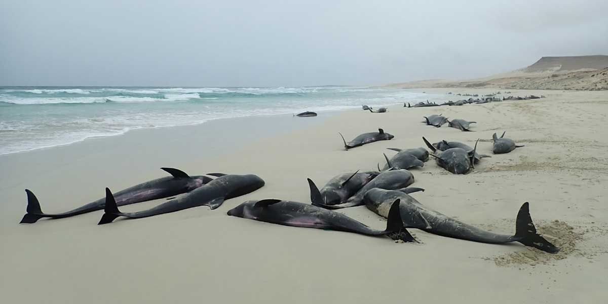 Investigan la misteriosa muerte masiva de delfines en una playa de Cabo Verde