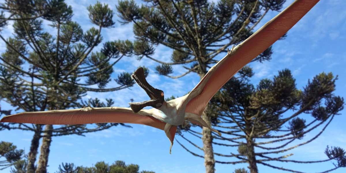 Hallan en Australia los restos de un gigante reptil prehistórico volador