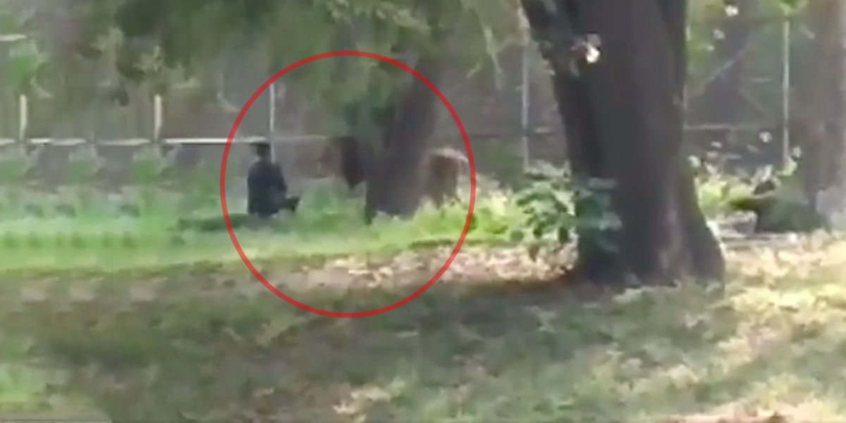 Joven con “problema mental” saltó valla de seguridad e interactuó con un león en un zoológico
