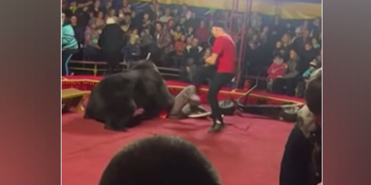 Video | En plena función del circo, un oso ruso ataca a su domador