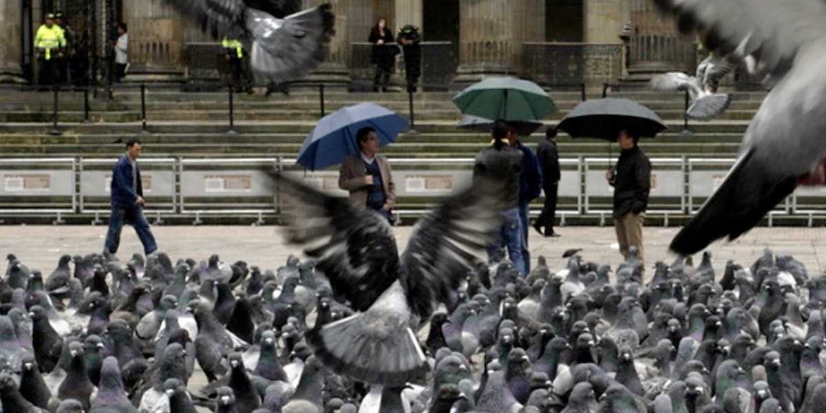 La Plaza de Bolívar de Bogotá tiene menos palomas y son buenas noticias para ambos