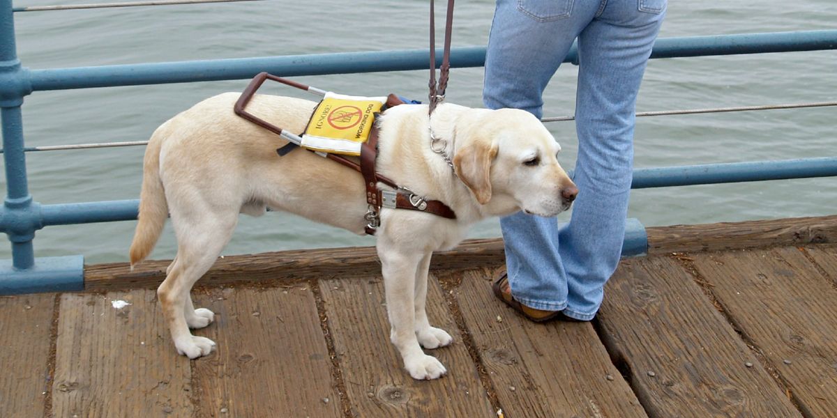 Personas en condición de discapacidad podrían ingresar con sus perros a lugares públicos que restringen mascotas