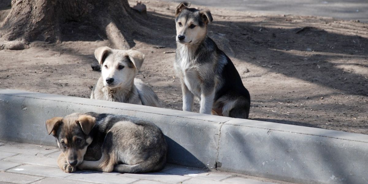 ¡Qué triste! Más de 114.000 perros están en estado de abandono en las calles de Bogotá