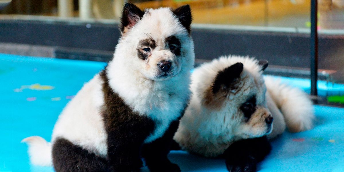 Convertir perros en pandas bebés, la nueva moda perturbadora que estalló todo un debate