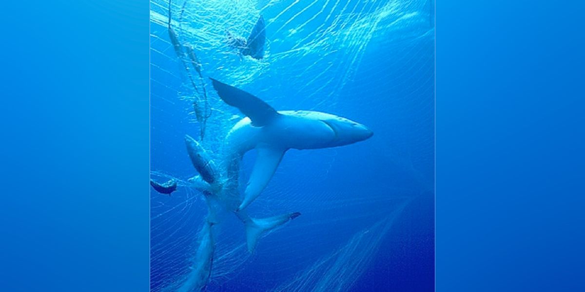 Presidente del Congreso pidió que se anule resolución sobre comercio de aletas de tiburón
