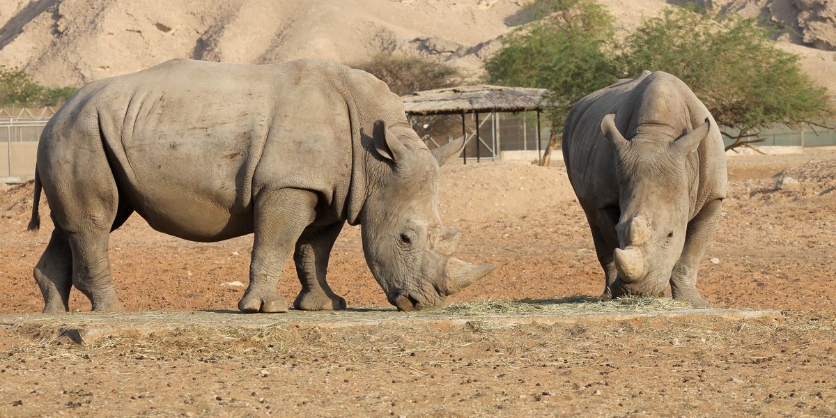 Los rinocerontes podrían desaparecer en Botsuana para 2022
