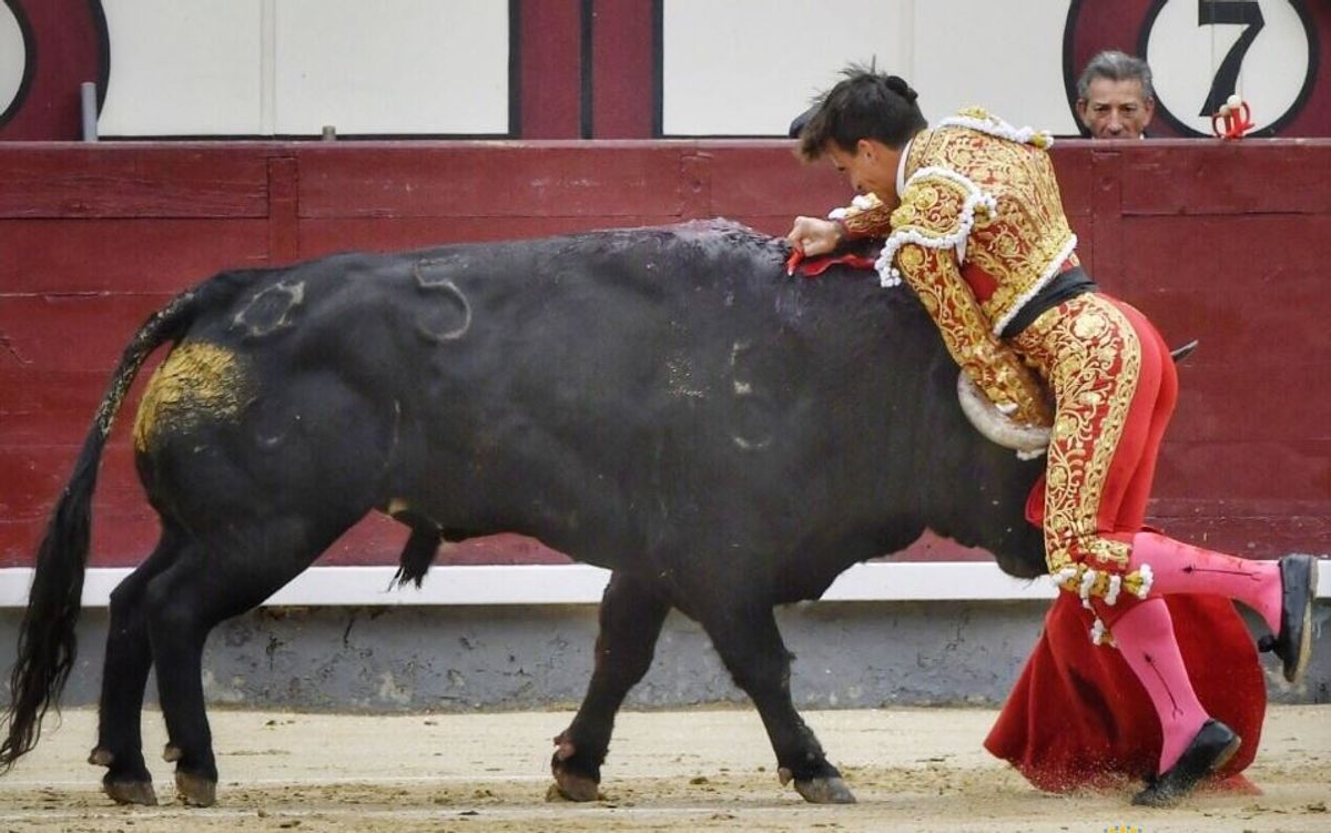 (Video) Torero español está en grave estado de salud luego de una brutal cornada de un toro