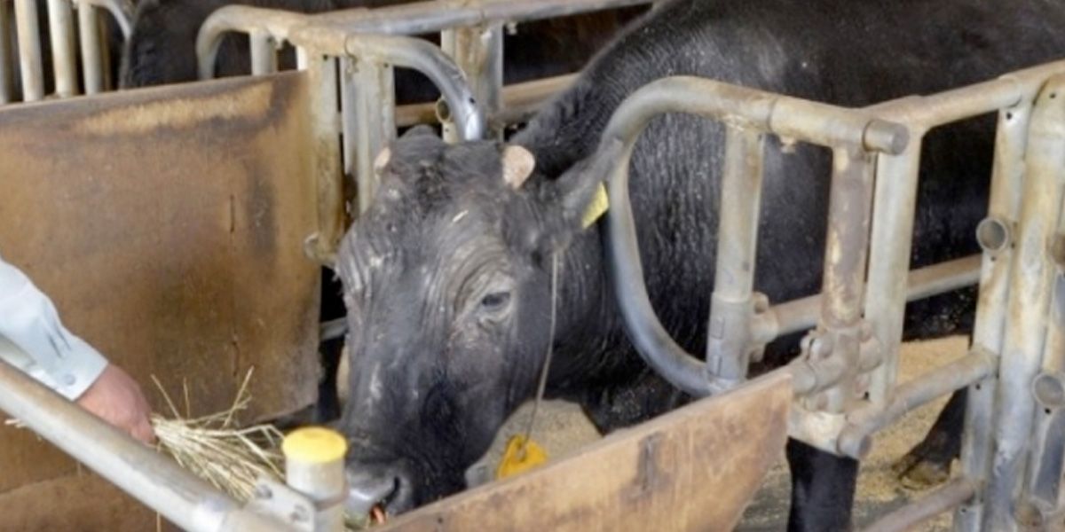 Muere Kaga, la primera vaca clonada del mundo