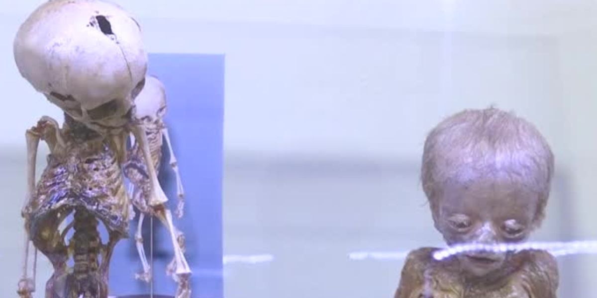 momias Museo del ser humano en Bogotá