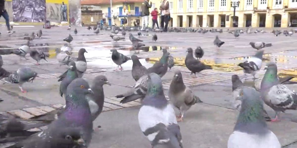 Así es como el Distrito controlará sobrepoblación de palomas en toda Bogotá