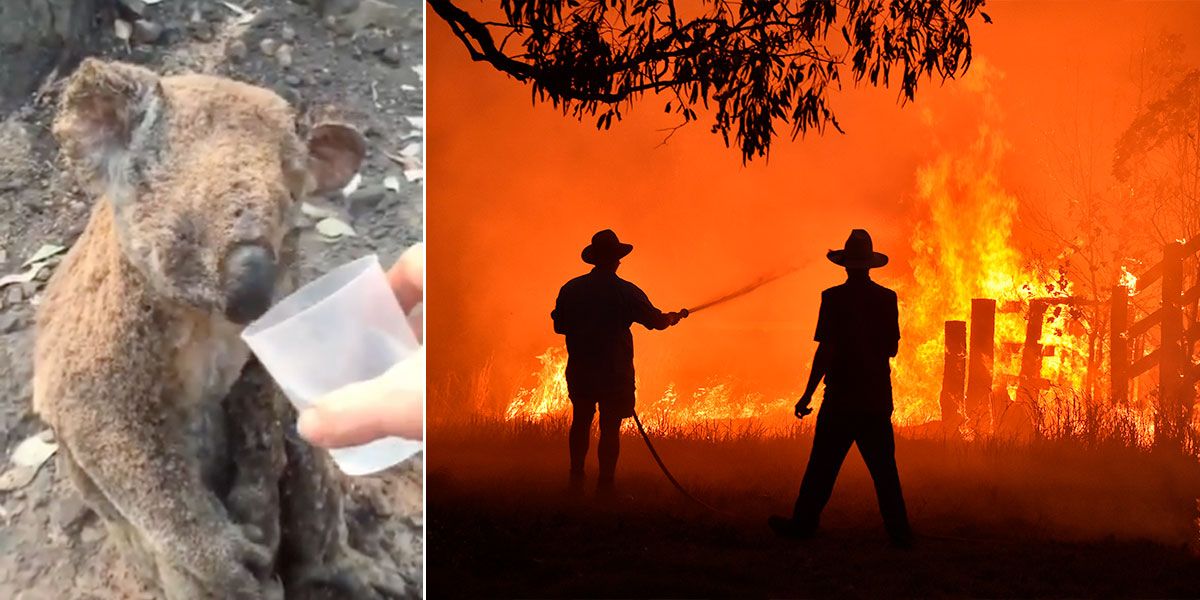 Koala víctima de los incendios en Australia recibe agua y le arruga el corazón al mundo