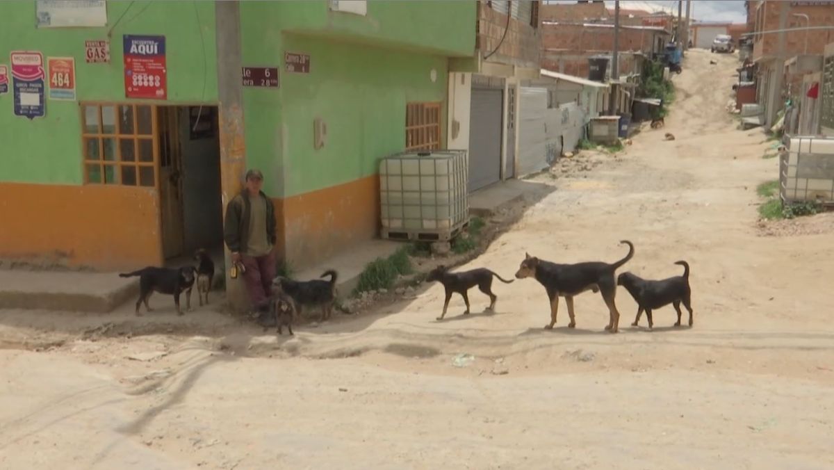 Machetazos, abuso sexual y empalamiento son las principales agresiones a animales en Soacha