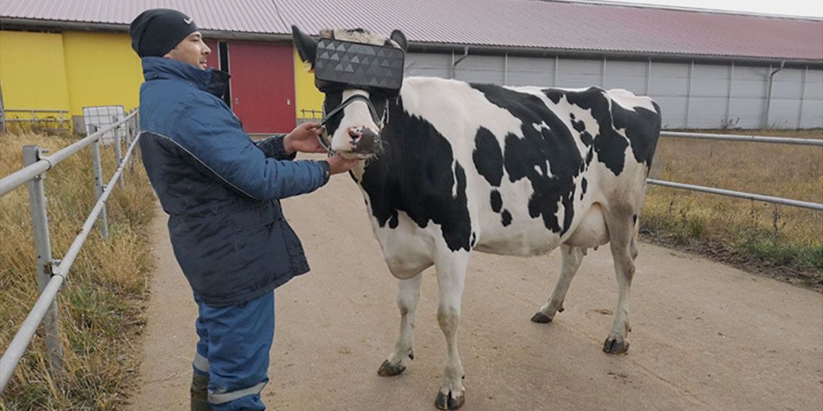 Desarrollan gafas de realidad virtual para que vacas pasten en Rusia