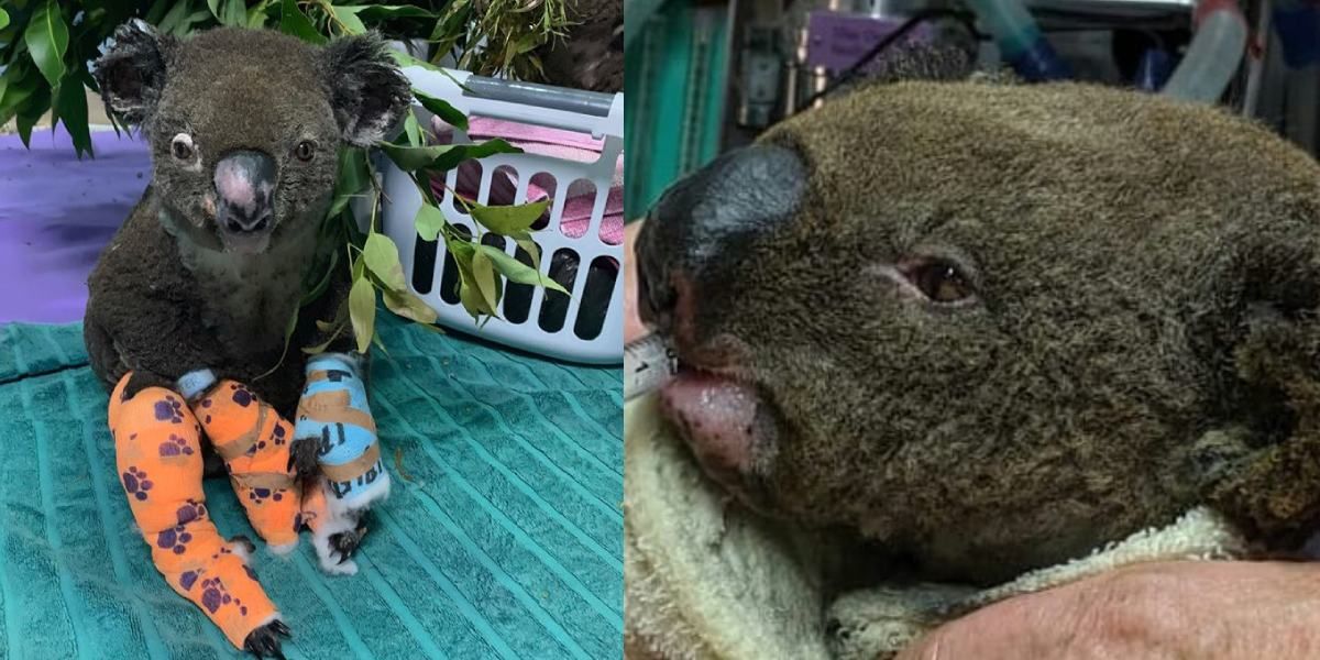Murió el koala que se volvió viral tras ser rescatado de un incendio en Australia