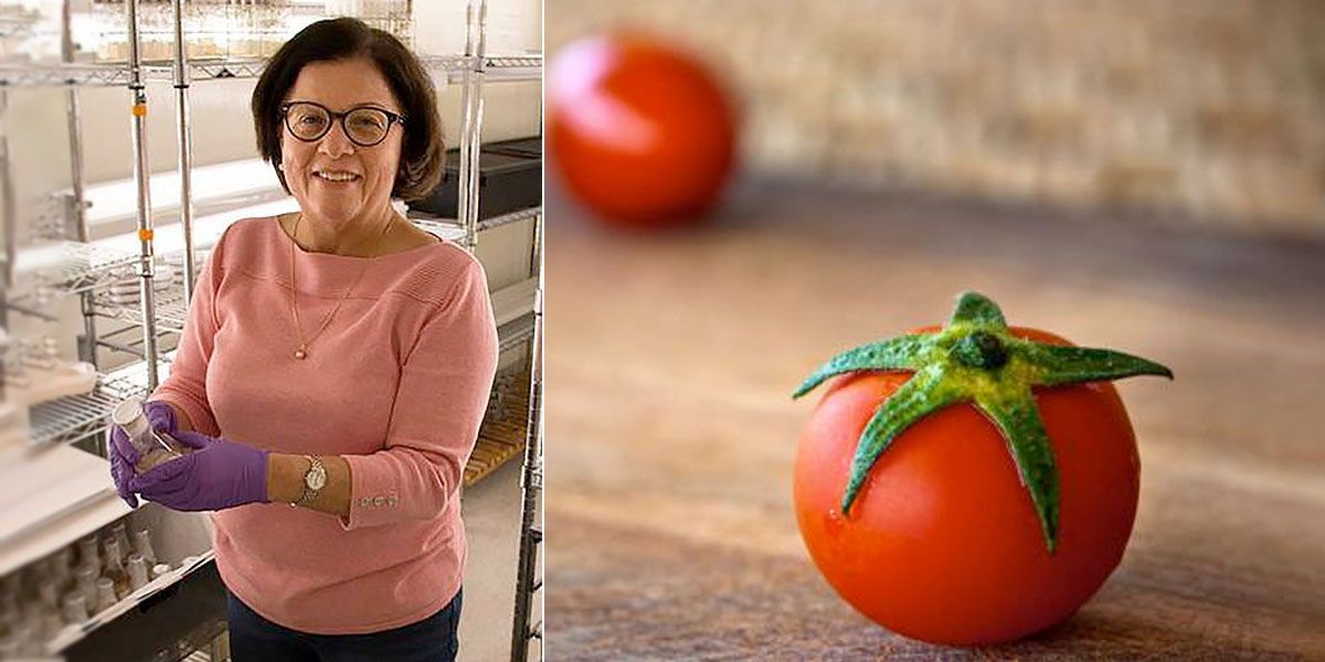 La científica colombiana que diseña tomates minúsculos para la NASA