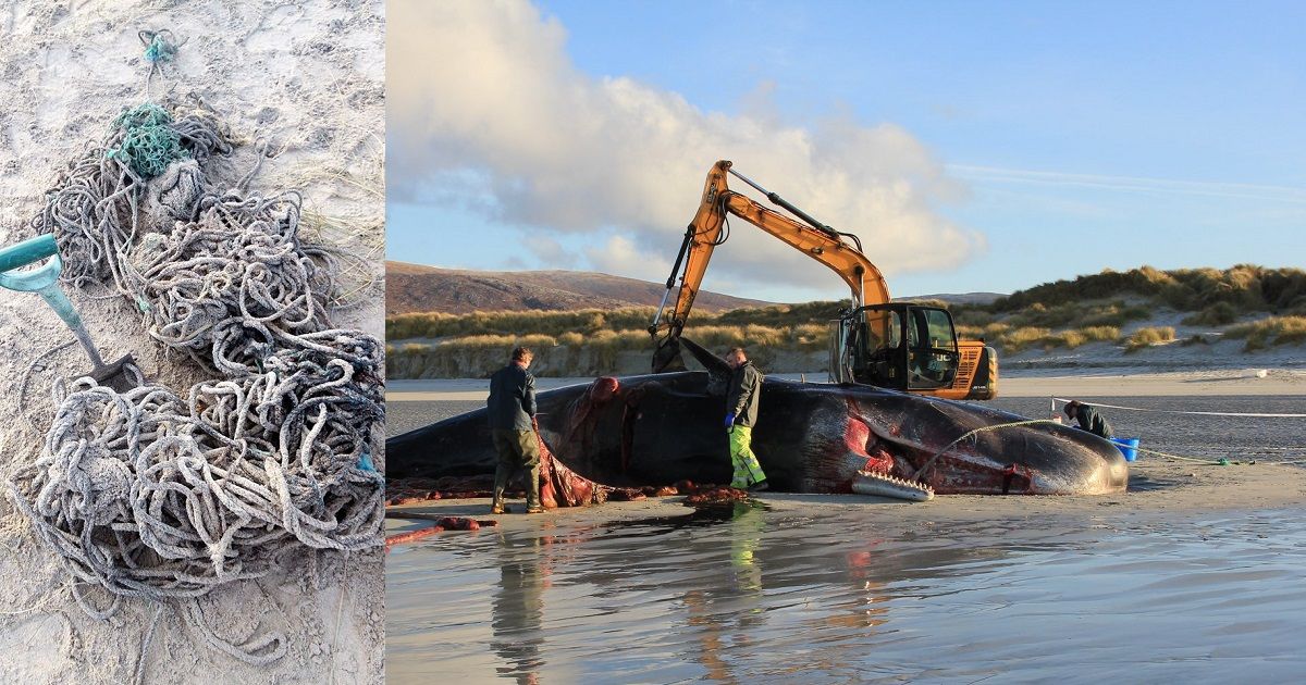 (Fotos) Encuentran más de 100 kilos de basura en el estómago de cachalote muerto