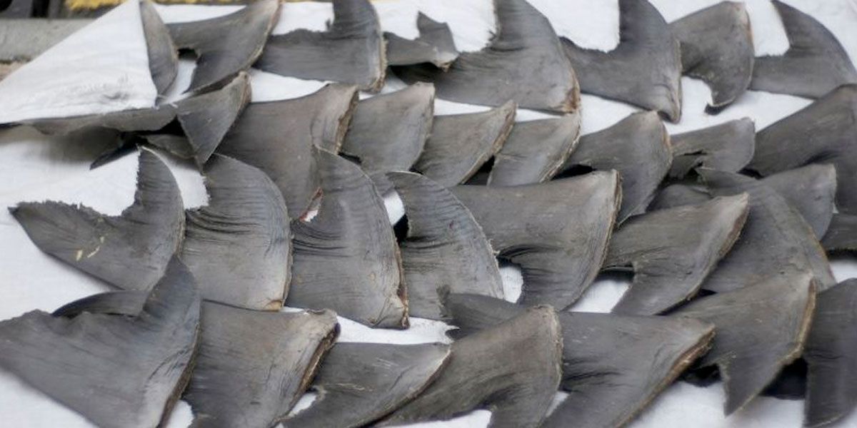 Procuraduría solicitó a MinAgricultura revocar resolución que autoriza pesca de tiburones