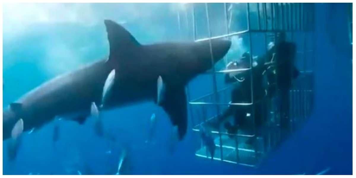 El impactante video del tiburón blanco que murió al quedar atrapado en una jaula de turistas