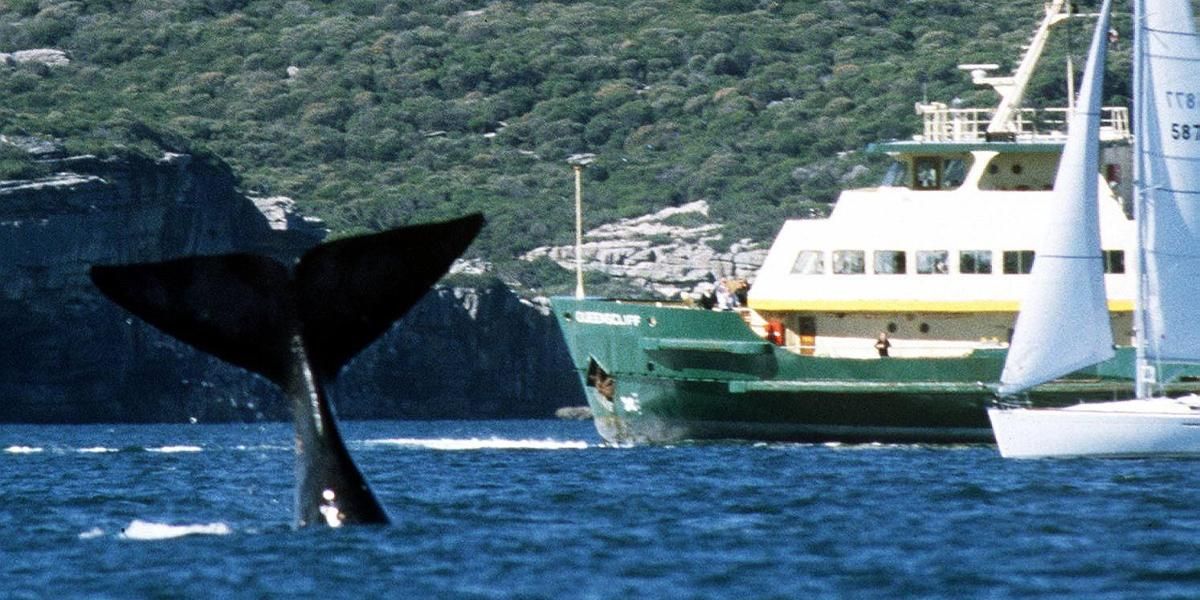 La ejemplar multa a un hombre por acercarse a una ballena