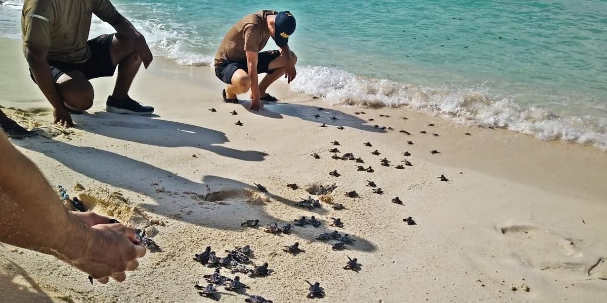 Armada de Colombia ha liberado 3.647 tortugas durante el 2019 en la región Insular